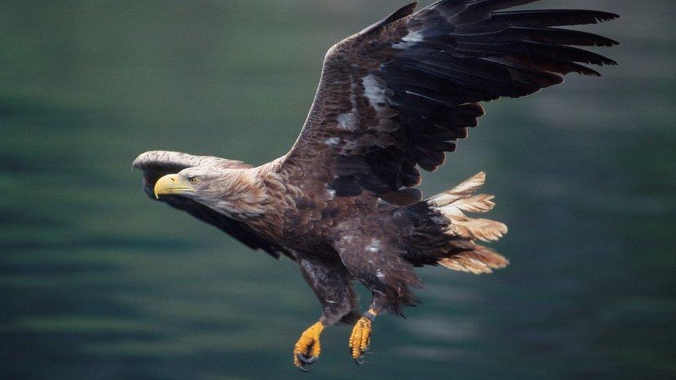 Sea eagle