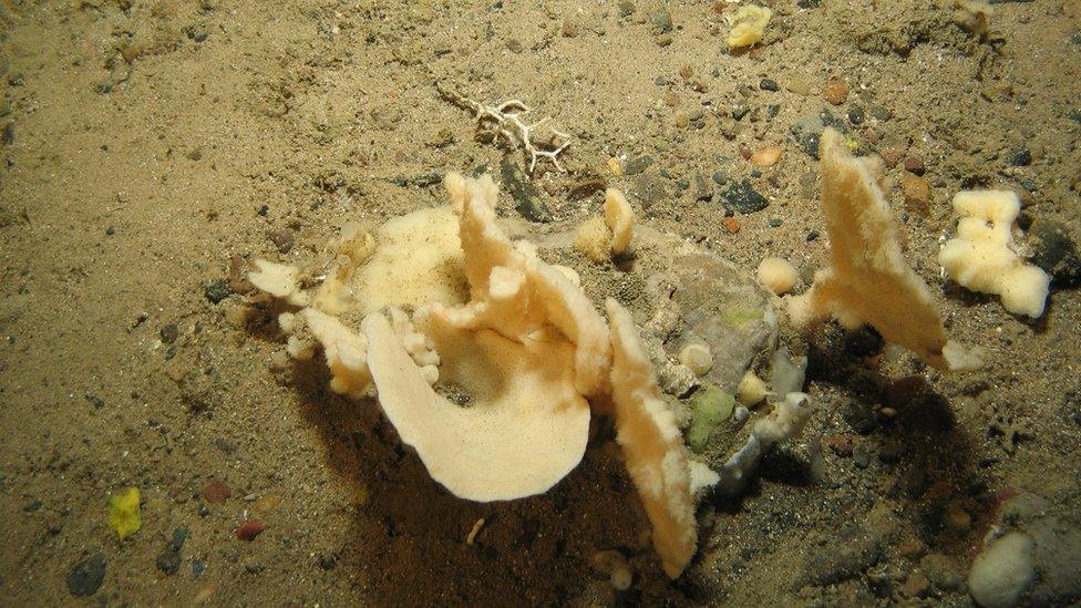 Sea life in one of the Marine Protected Areas