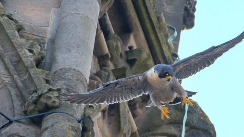 Peregrine flying near the cathedral