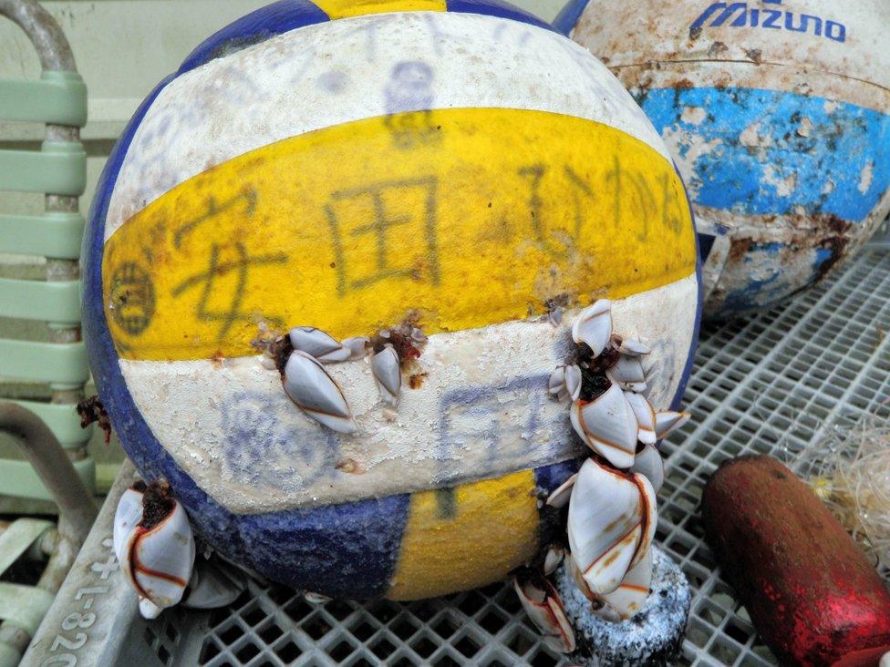 tsunami debris - basketball covered in barnacles