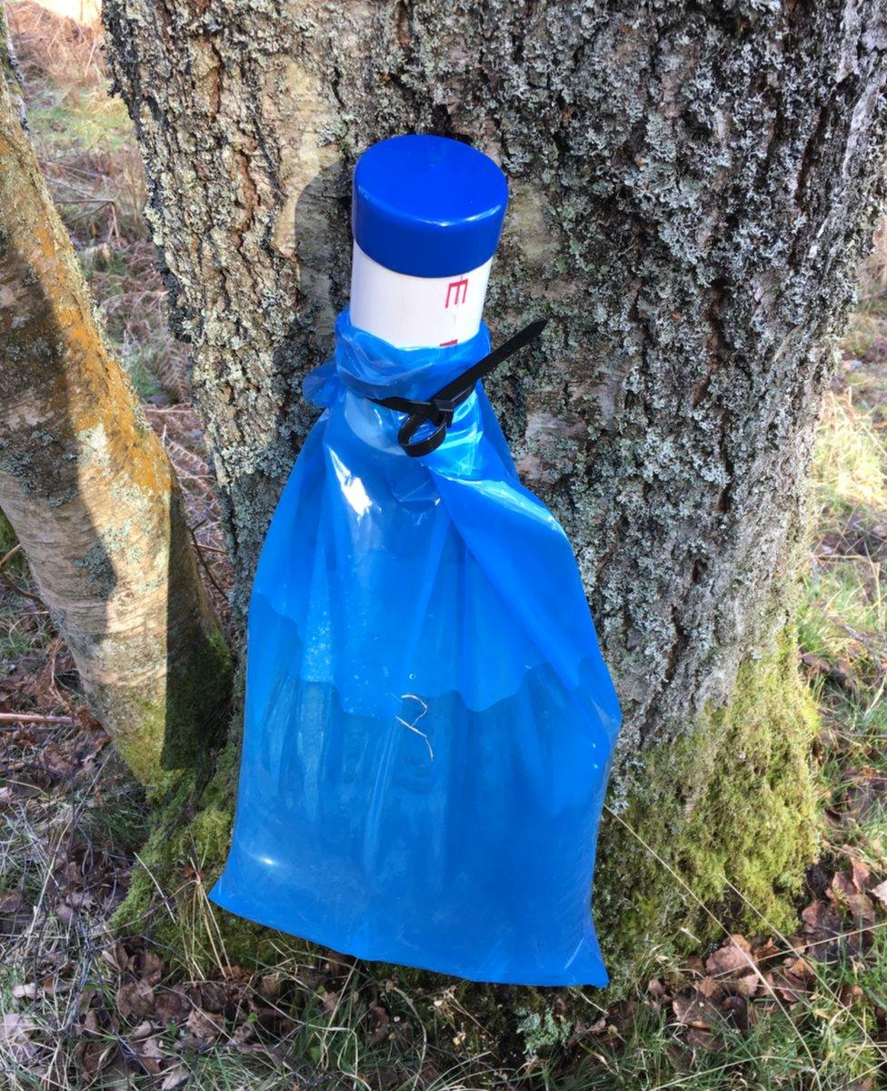 birch water