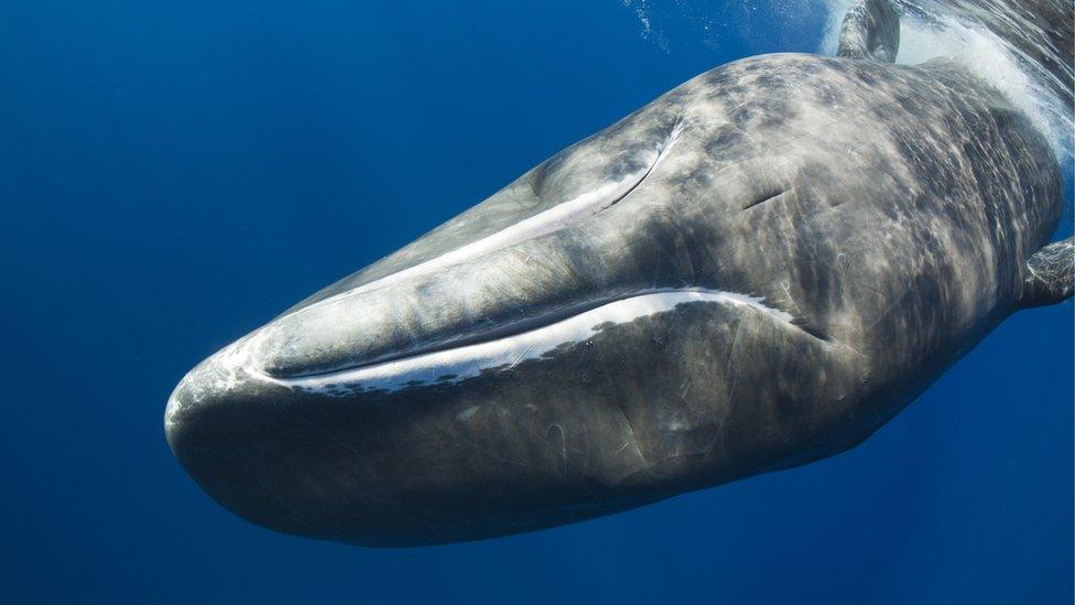 Sperm whale