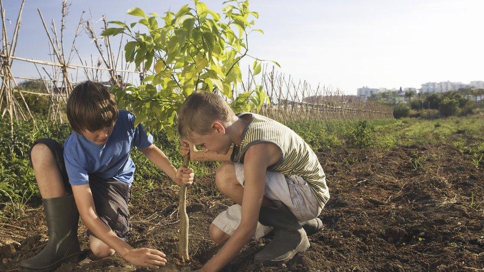 Two young boys plant a tree