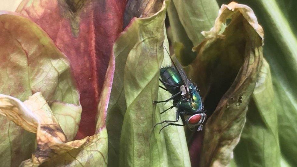 Fly on Titan Arum