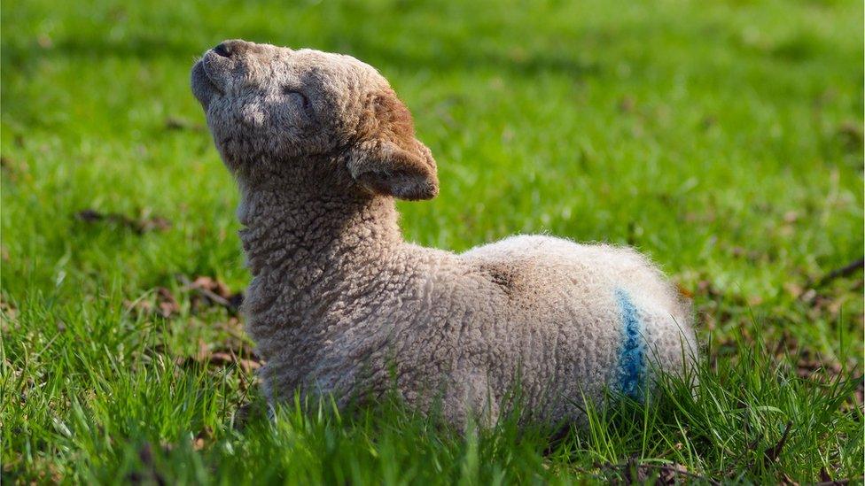 Lamb soaking up the sun