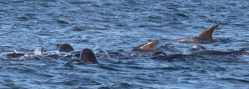 Pilot whales and dolphins