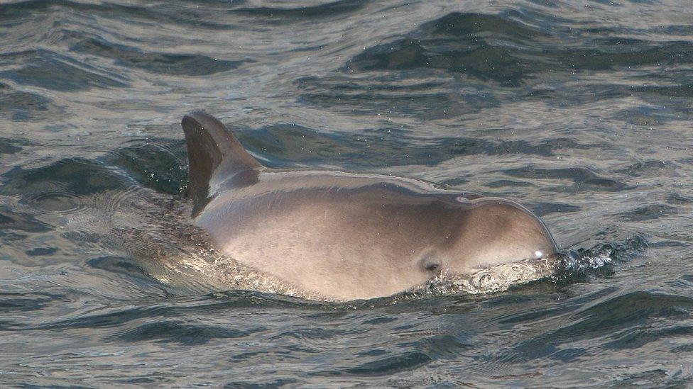 Porpoise