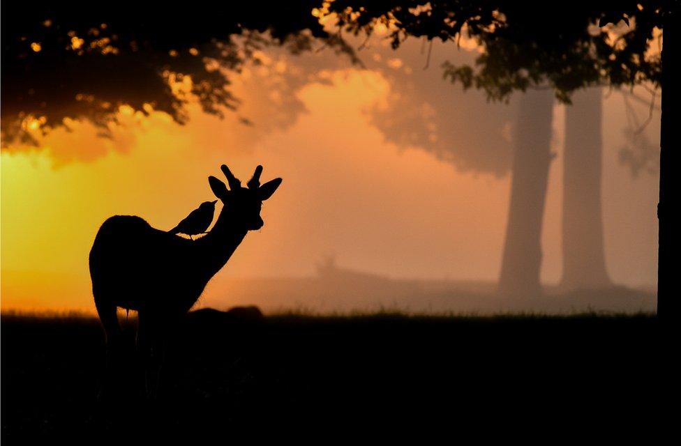 A silhouette of a deer with a bird on its back