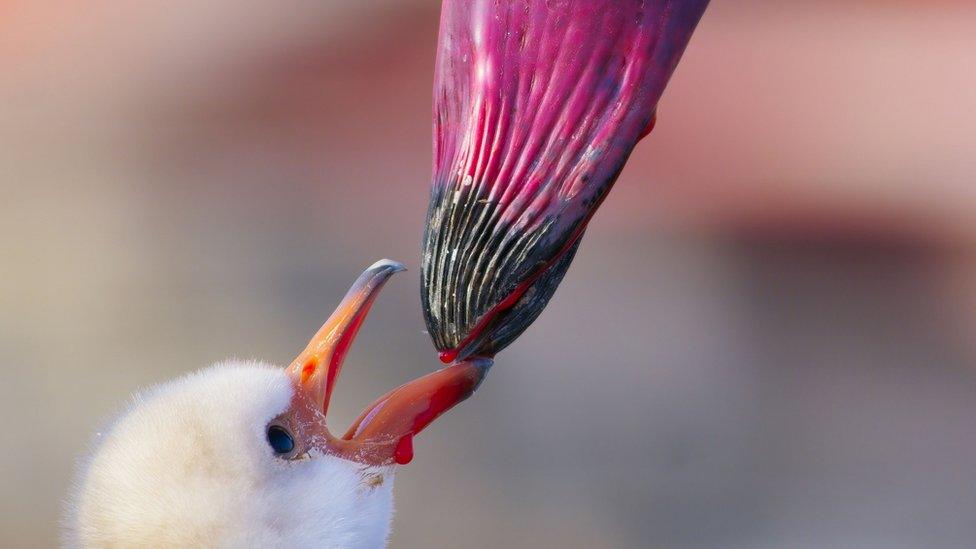 Lesser flamingo chick