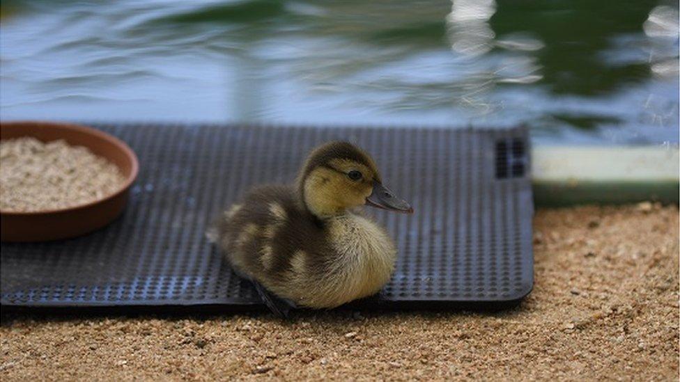 Pochard on Lake Sofia