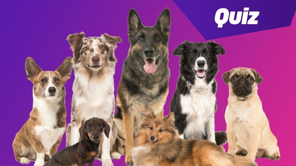 dogs quiz