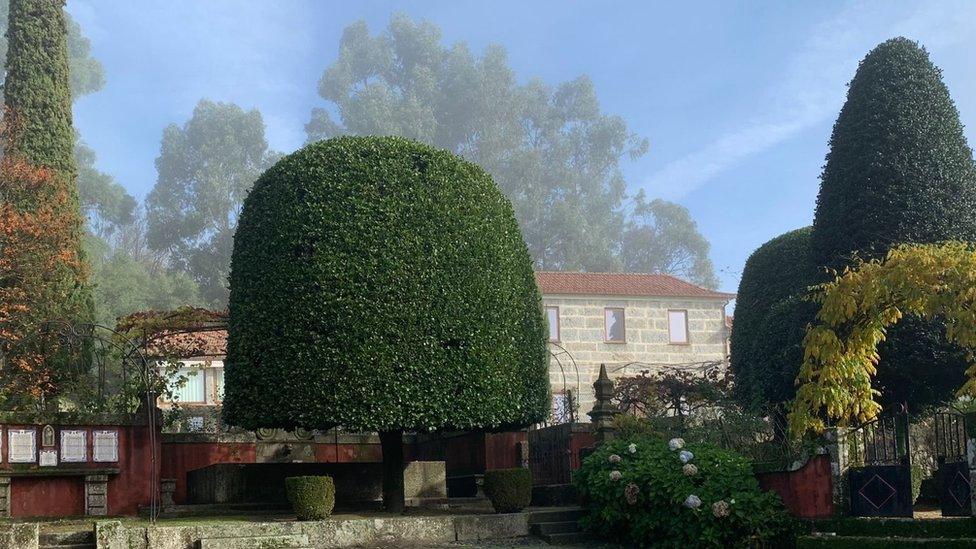 Camellia tree in Portugal