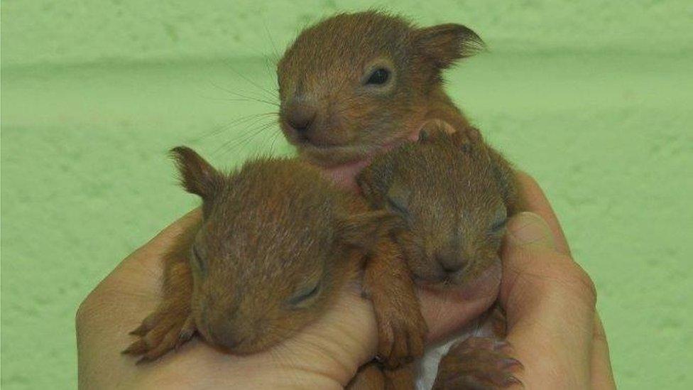 Baby squirrels