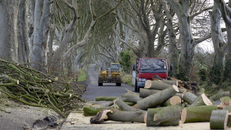 Forestry workers remove the fallen beech trees at the Dark Hedges