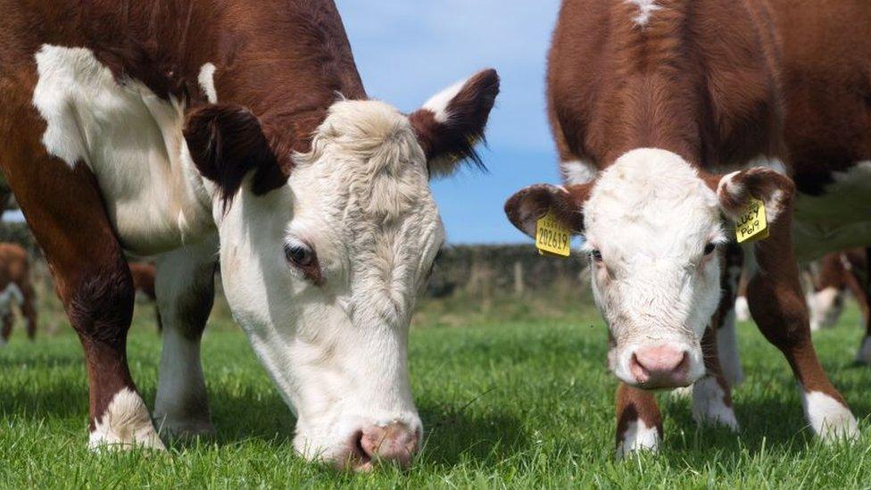 Herd of Hereford beef cattle in the English landscape, Cumbria, UK