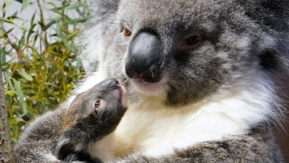 Violet the koala and her joey