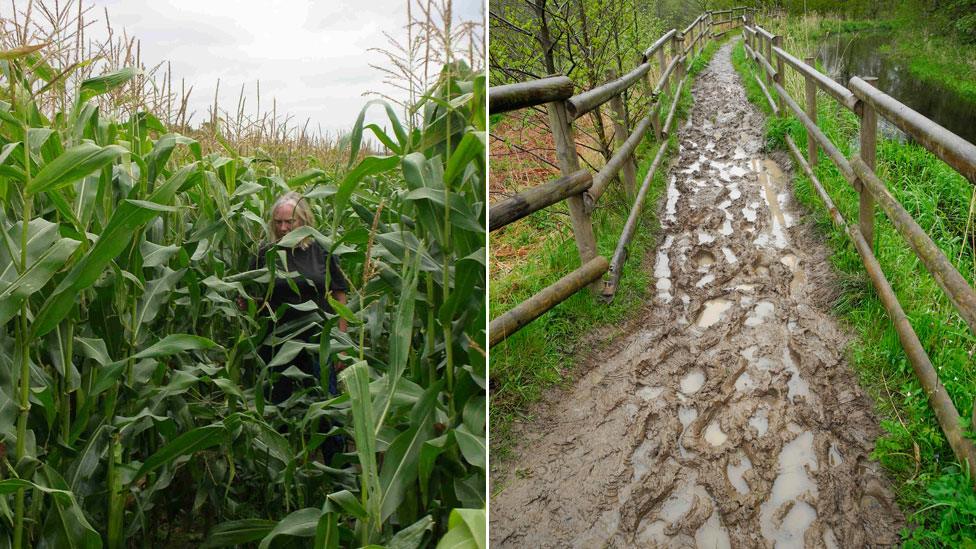 Overgrown path (l) and muddy path (r)