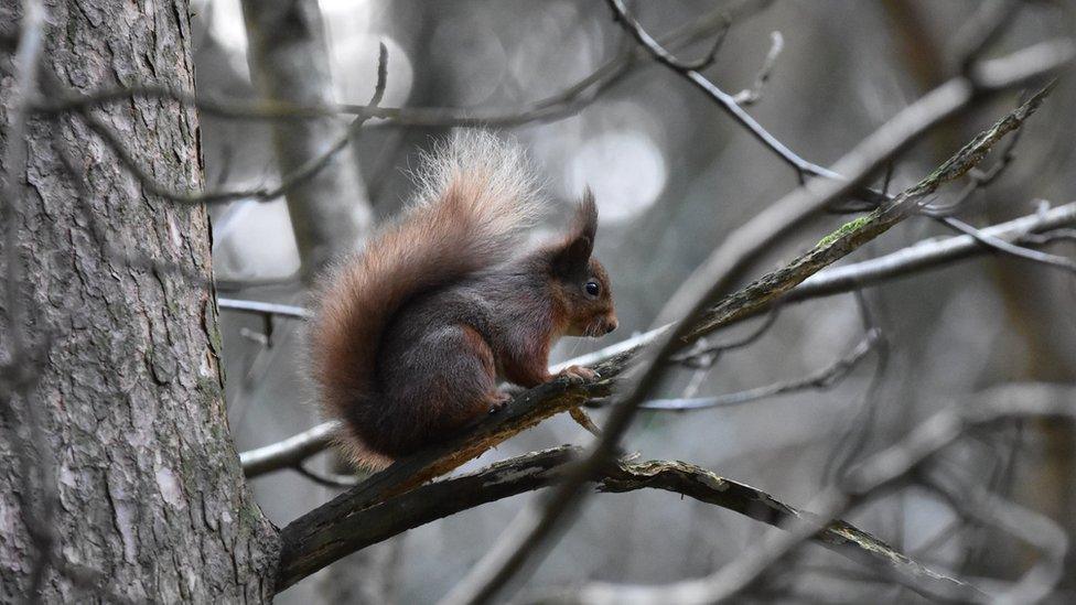 Red Squirrel