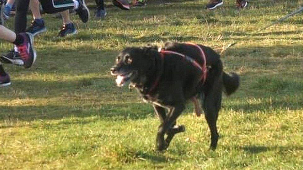 Wilson the dog looking happy while taking part in a Parkrun at Kesgrave