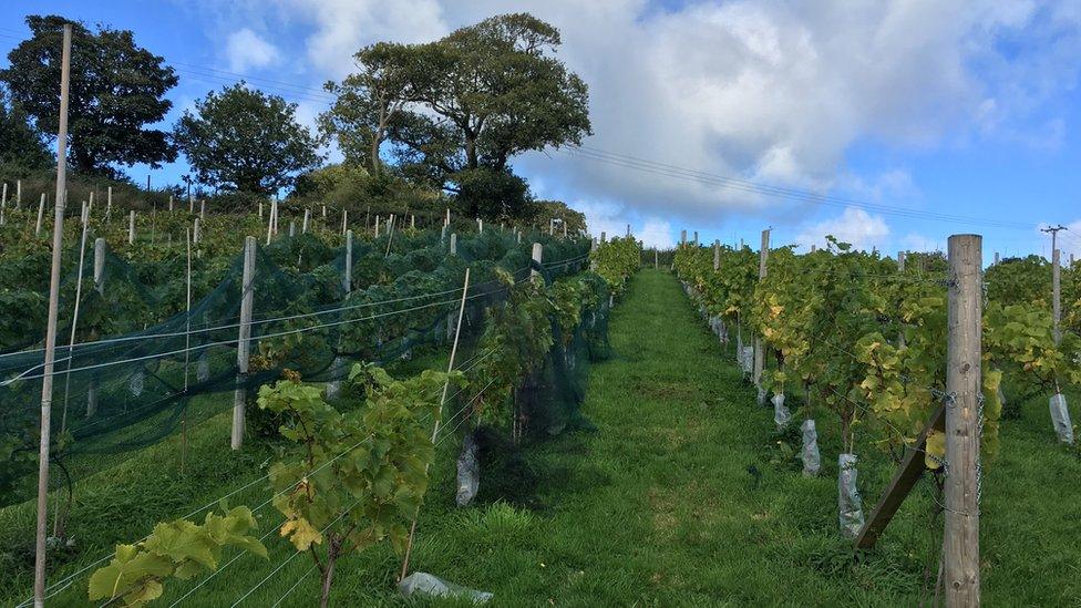 Vines at Gwinllan Conwy vineyard