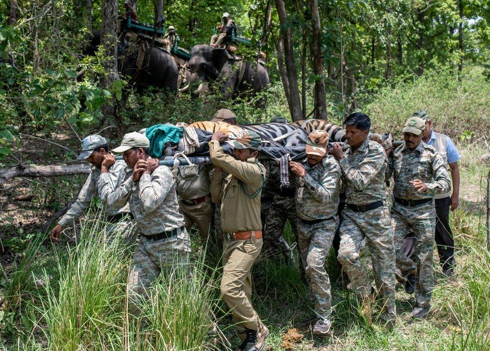 Forest officers carry the sleeping tiger to the truck