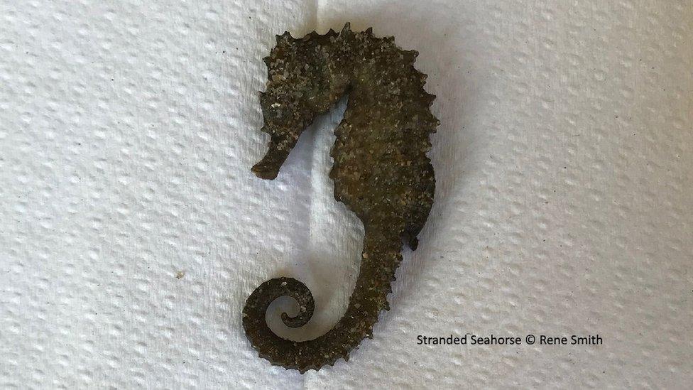 Spiny seahorse found at Studland