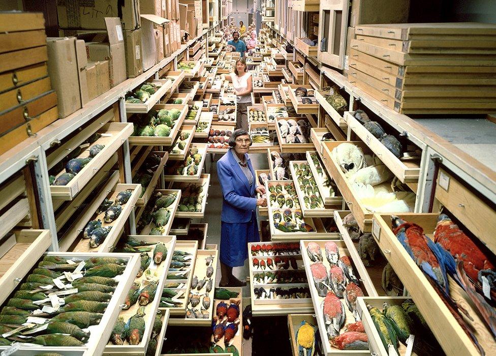 Bird specimen collection at the Smithsonian Museum of Natural History