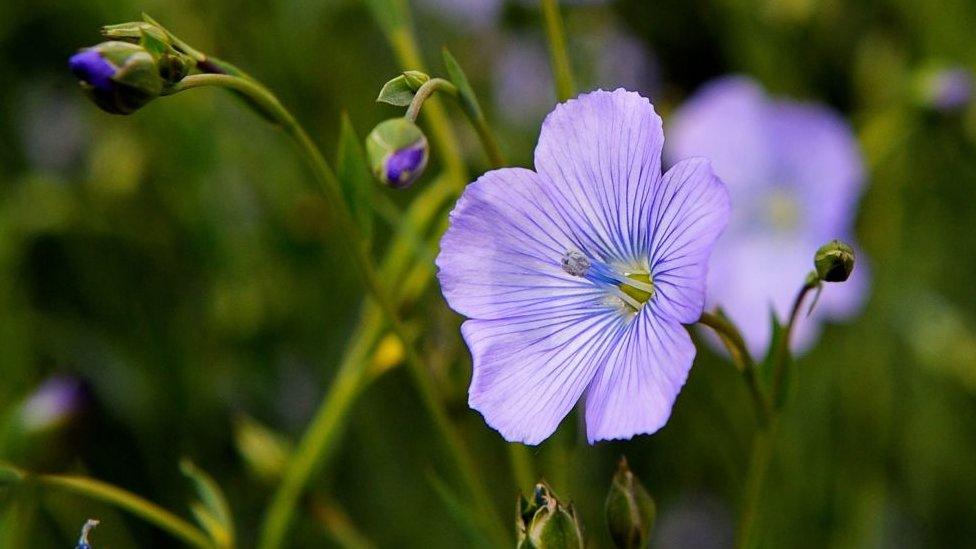 A flowering flax plant