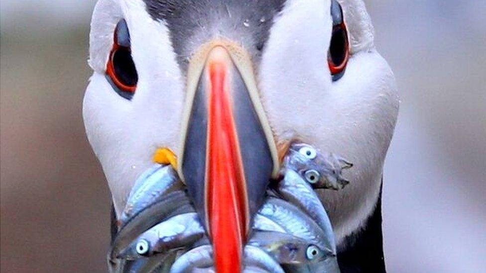 Puffin