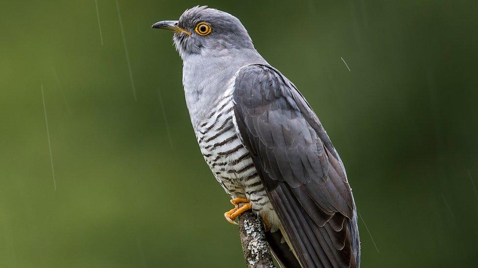 Cuckoo