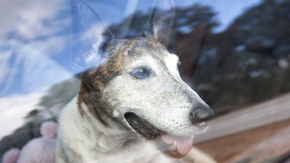 Dog in car