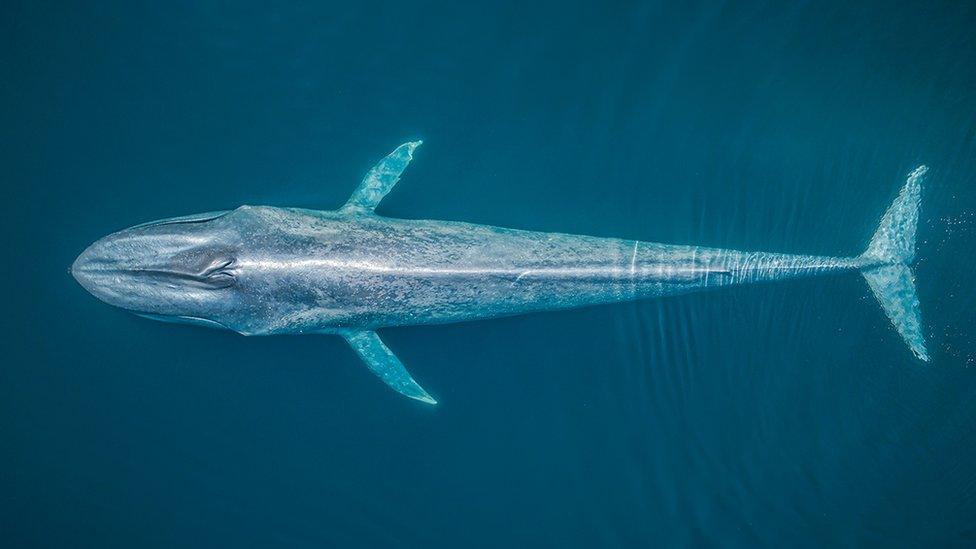 Cerralvo Island, Baja California Sur, Mexico