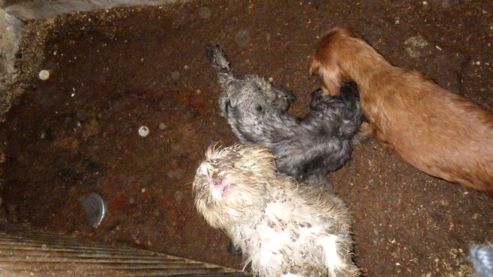 Barn where dogs were kept (RSPCA inspection)