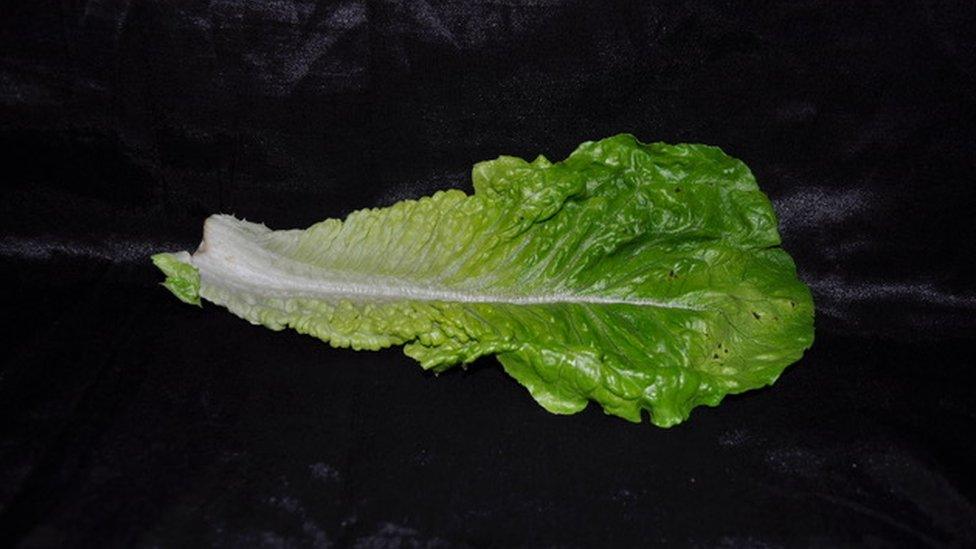 A lettuce leaf