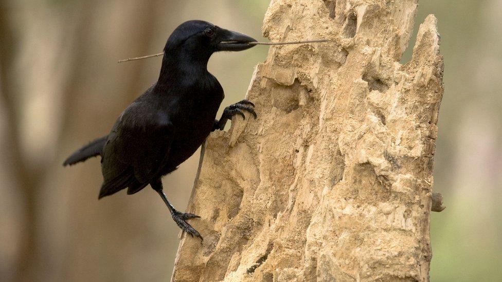 crow with a stick in its beak