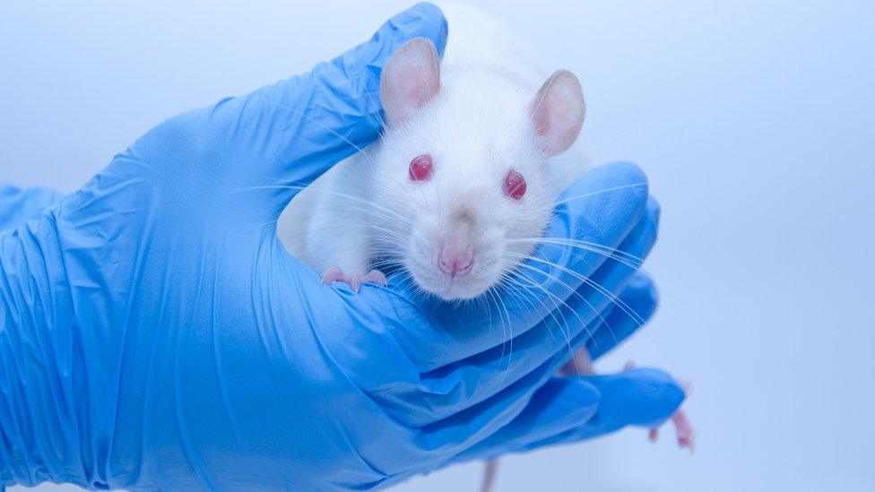 A mouse being held in a gloved hand