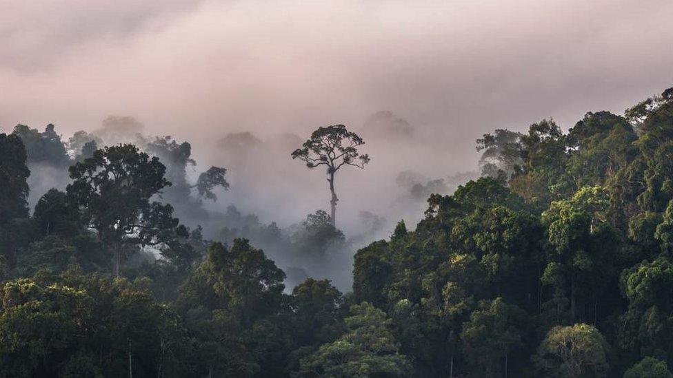 Mist in the forest