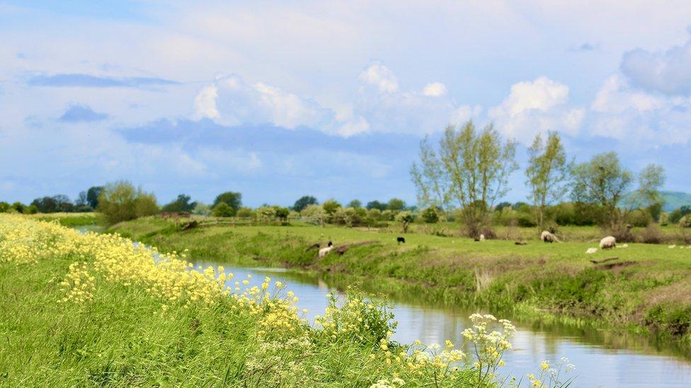 Honeygar Farm on the Somerset Levels