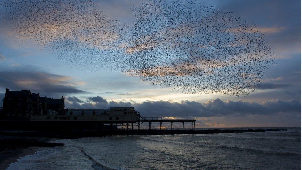 Haid o ddrudwy uwchben pier Aberystwyth