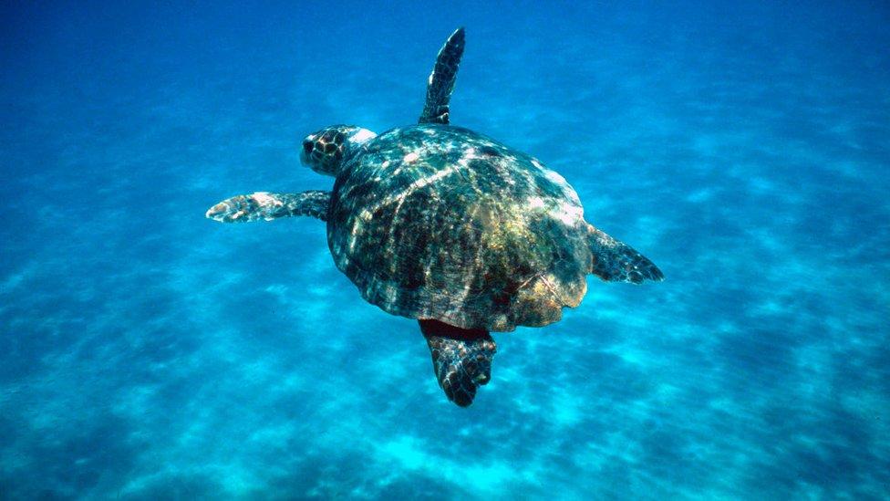 A loggerhead turtle in the Mediterranean sea