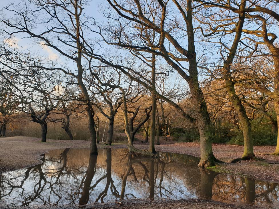 Bare trees reflected in water