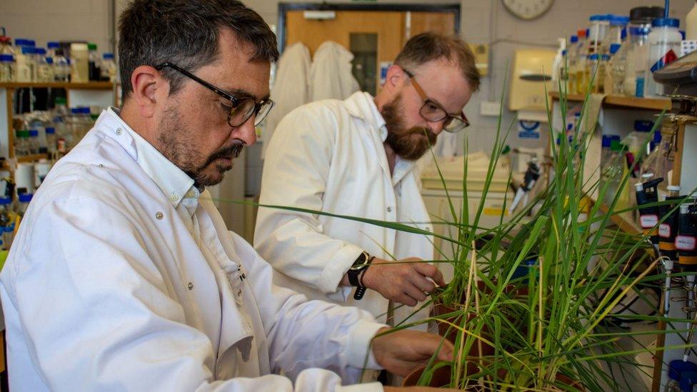 Dr Peter Morris and Dr Ross Alexander examine barley plants in the lab