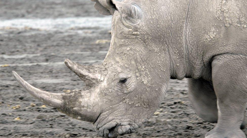 A northern white rhino