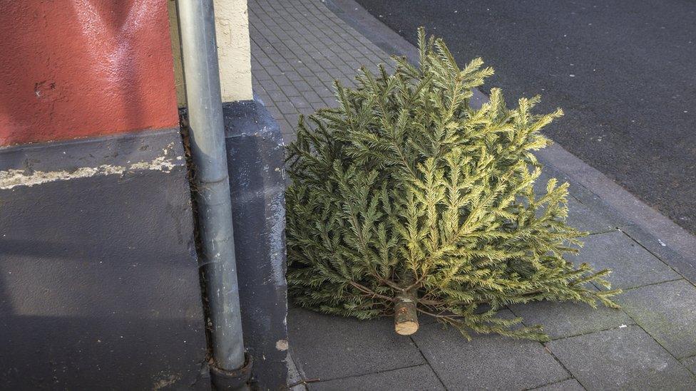 Discarded Christmas tree