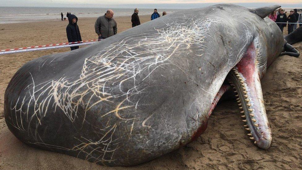 Dead sperm whale on beach