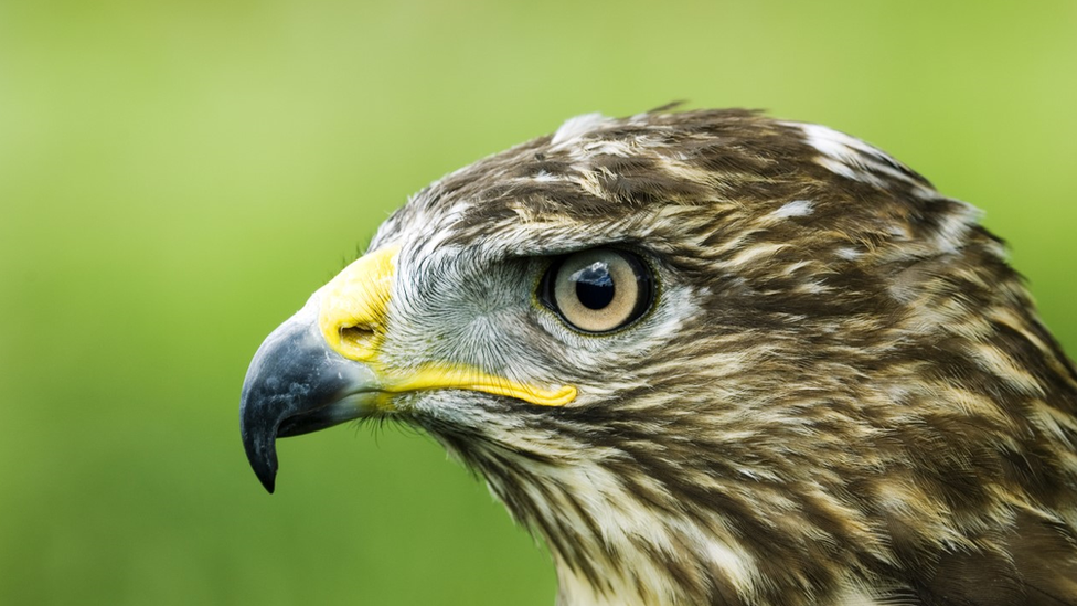 Buzzard