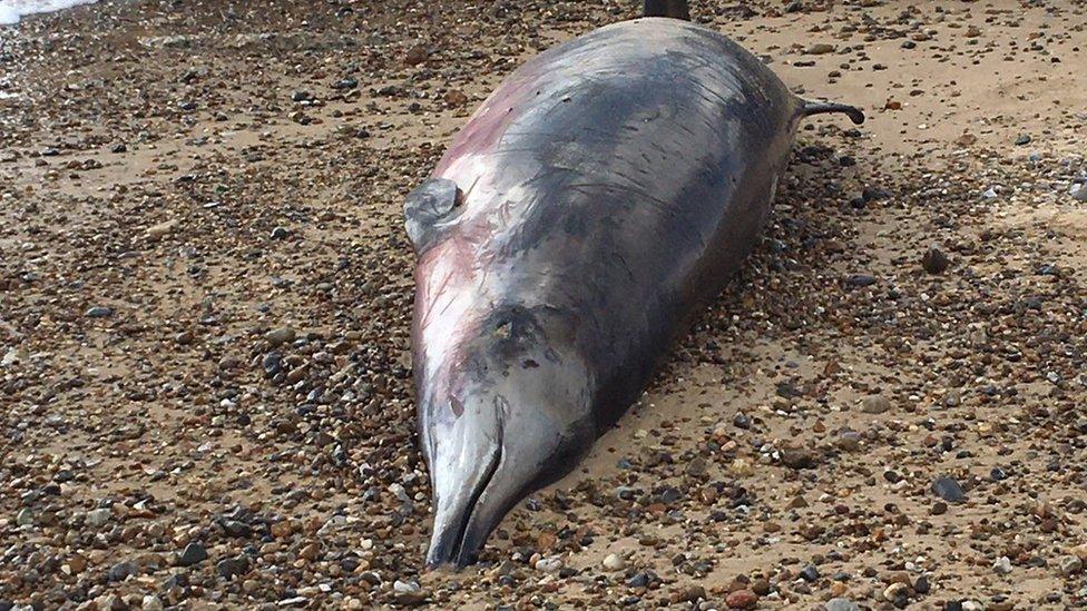 Body of a Sowerby's beaked whale on Lowestoft beach