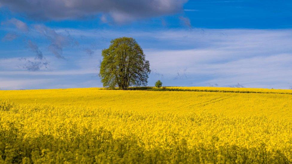 Lone tree in rape field