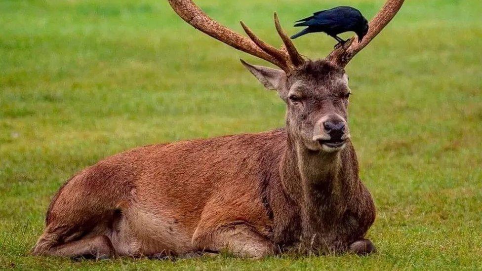 Wollaton Hall deer photo