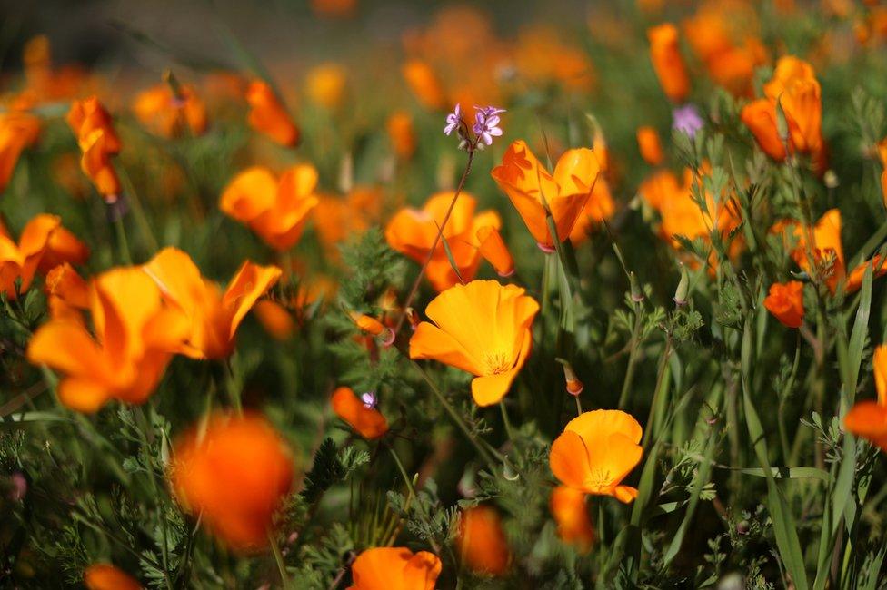 A super bloom of poppies is seen in Lake Elsinore, California